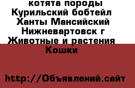 котята породы Курильский бобтейл - Ханты-Мансийский, Нижневартовск г. Животные и растения » Кошки   